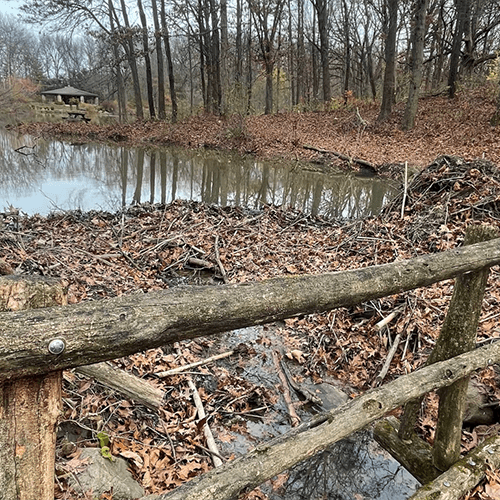 Beaver dam