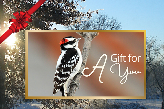 A Gabis Arboretum card pictured in front of a winter outdoor scene. The card reads "A Gift for You"