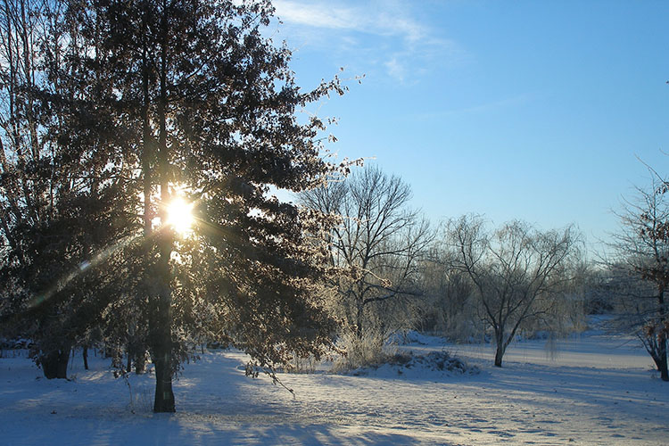 Winter sunlight shines through a tree in a snowy landscape at Gabis Arboretum at Purdue Northwest.