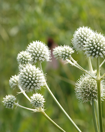 Rattlesnake Master