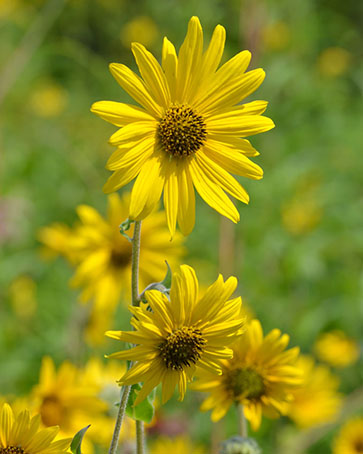 Downy Sunflower