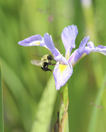 Blue flag iris