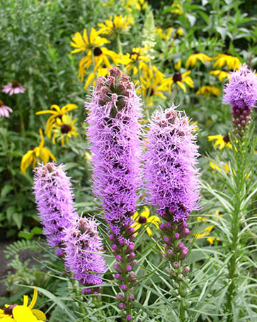 Marsh Blazing Star