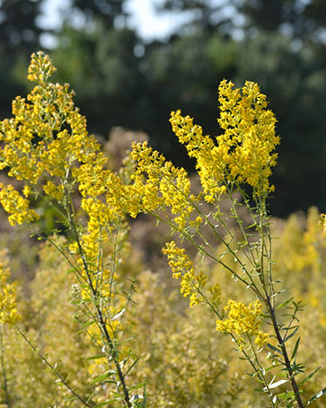 Showy golden rod