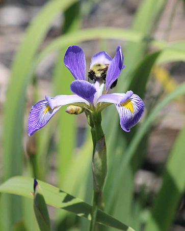 Blue Flag Iris pic