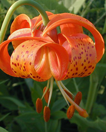 Michigan lily pic