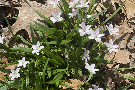 Spring Flowers photo