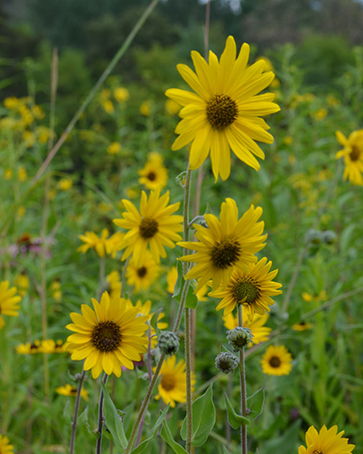 Downy Sunflower pic 