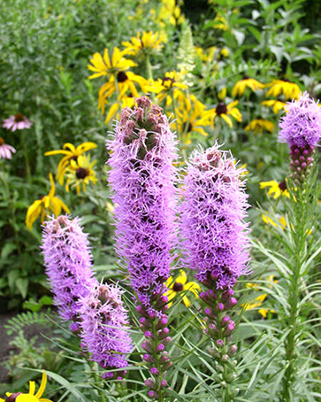 Marsh Blazing Star pic