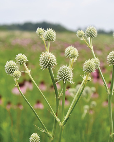 Rattlesnake master pic