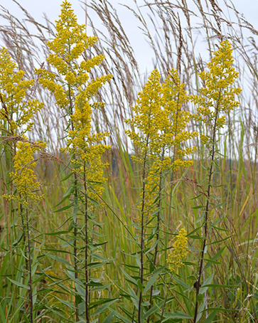 Showy Golden Rod pic 