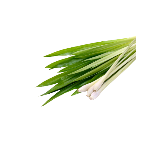 Image of Lemongrass 