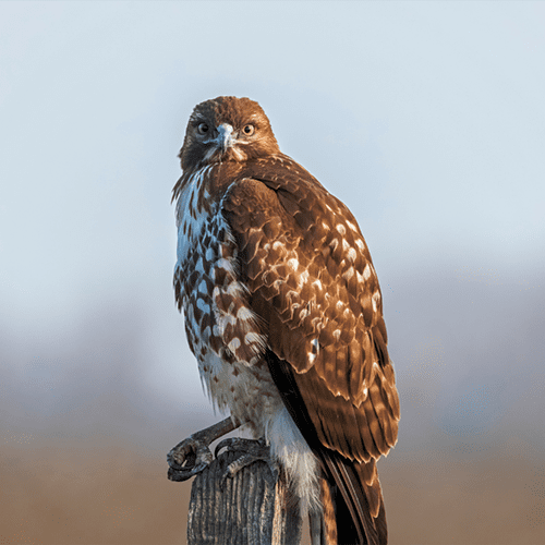 Hawk photo