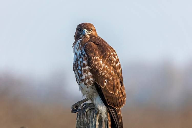 Hawk photo