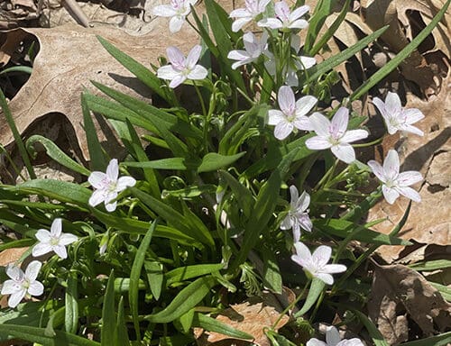 Spring Flowers photo